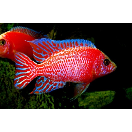 groep Madeliefje Trots Aulonocara Fire fish