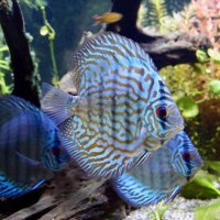 Discus Blue Turquoise