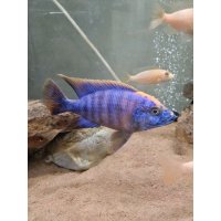 Scianochromis paradise 7-8cm