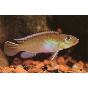 Nanochromis Nudiceps 3-4cm