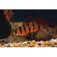 Vijfstreep barbeel 3-3,5cm