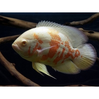 Astronotus Ocellatus red tiger albino 5-6cm