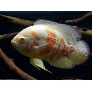 Astronotus Ocellatus red tiger albino 4-5cm