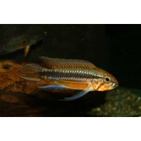 Apistogramma Mendezi Santa Isabel 2,5-3,5cm Apistogramma Mendezi Santa Isabel 2,5-3,5cm