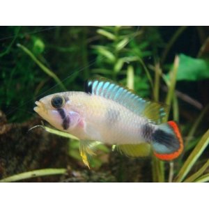 Apistogramma Pandurini