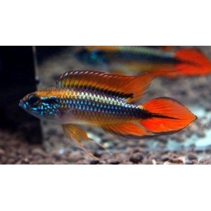 Apistogramma Agassizi double red