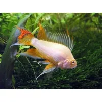 Apistogramma Cacatoides gold 3-4cm Apistogramma Cacatoides gold 3-4cm