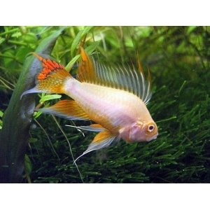 Apistogramma Cacatoides gold 3-4cm