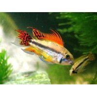 Apistogramma Cacatoides 3-4cm