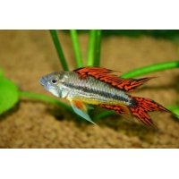 Apistogramma Cacatoides double red