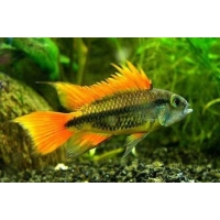 Apistogramma Cacatoides orange 