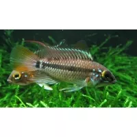Apistogramma Cruzi 3-4cm Apistogramma Cruzi 3-4cm