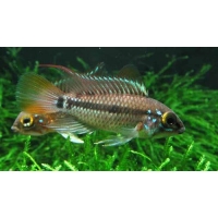 Apistogramma Cruzi 3-4cm