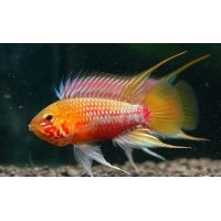 Apistogramma Hongsloi gold red 3-4cm