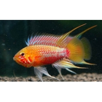 Apistogramma Hongsloi gold red 3-4cm Apistogramma Hongsloi gold red 3-4cm