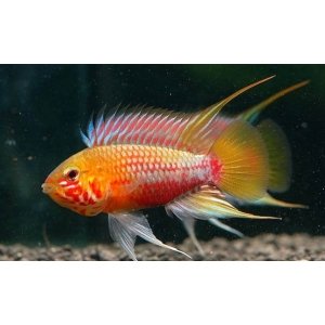 Apistogramma Hongsloi gold red 3-4cm