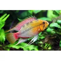 Apistogramma Hongsloi Apistogramma Hongsloi