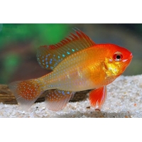 Microgeophagus Ramirezi gold 3,5-4cm