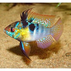 Microgeophagus Ramirezi 4cm