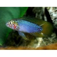 Apistogramma sp. Opal 2,5-3cm