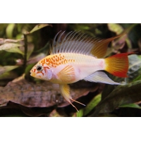 Apistogramma Viejita gold 3-4cm