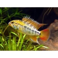 Apistogramma Viejita 