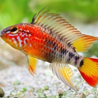 Apistogramma Macmasteri red mask