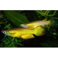 Aplochelius Lineatus gold 4-5cm