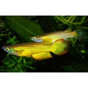 Aplochelius Lineatus gold 4-5cm