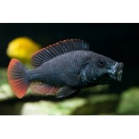 Astatotilapia Nubila 4-5cm