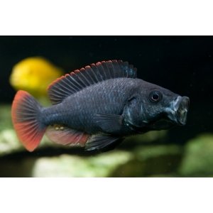 Astatotilapia Nubila 4-5cm