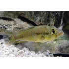 Astatotilapia Yellow Belly