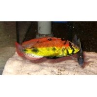 Astatotilapia Yellow Belly