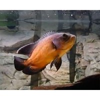 Astronotus Ocellatus red 4-5cm