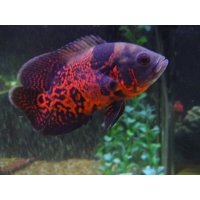 Astronotus Ocellatus red tiger 5cm