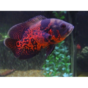 Astronotus Ocellatus red tiger