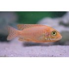 Aulonocara Fire fish