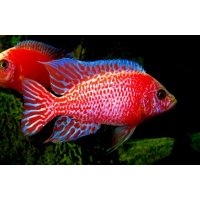 Aulonocara Fire fish