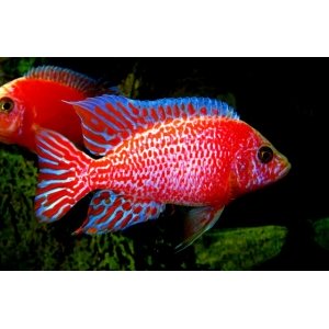 Aulonocara Fire fish