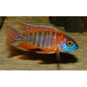 Aulonocara Rubin Red 7cm