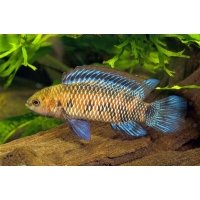 Badis Badis 3,5-4cm