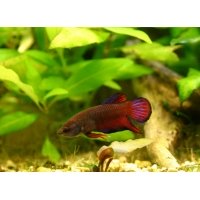 Betta Splendens vrouw