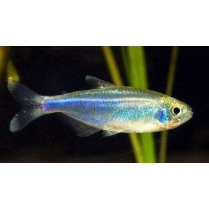 Blauwe Tetra 2,5-3cm