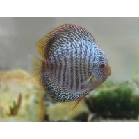 Discus Blue snakeskin