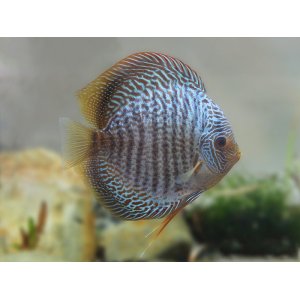 Discus Blue snakeskin