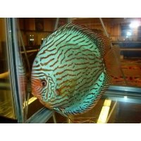 Discus Brilliant Turquoise