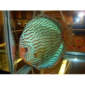 Discus Brilliant Turquoise