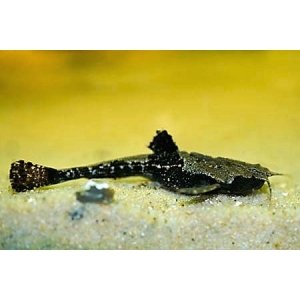 Braadpanmeerval 6-7cm