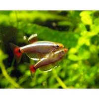 Chinese danio 2,5-3cm