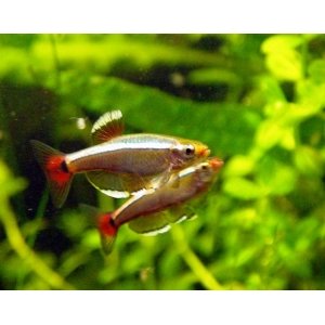 Chinese danio 2,5-3cm